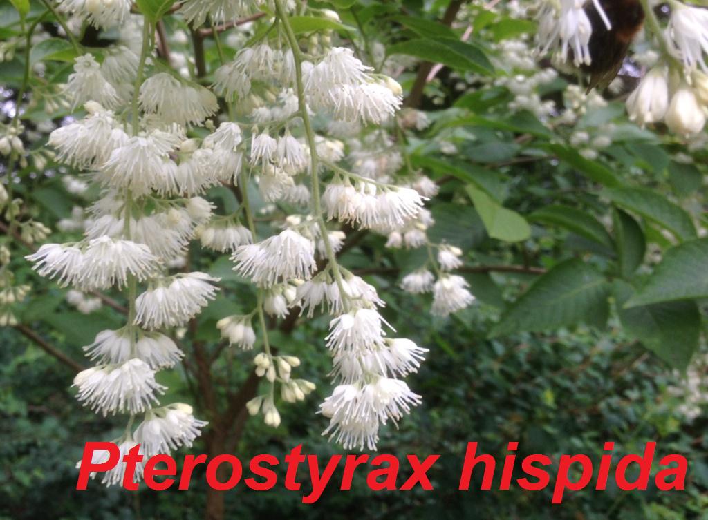 pterostyrax-hispida-jpg