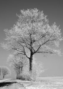 winterboom-landschap