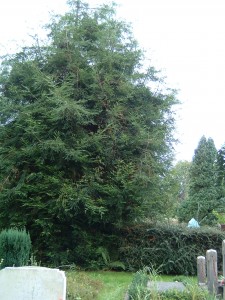 Sequoia  sempervirens vak 1 (1)