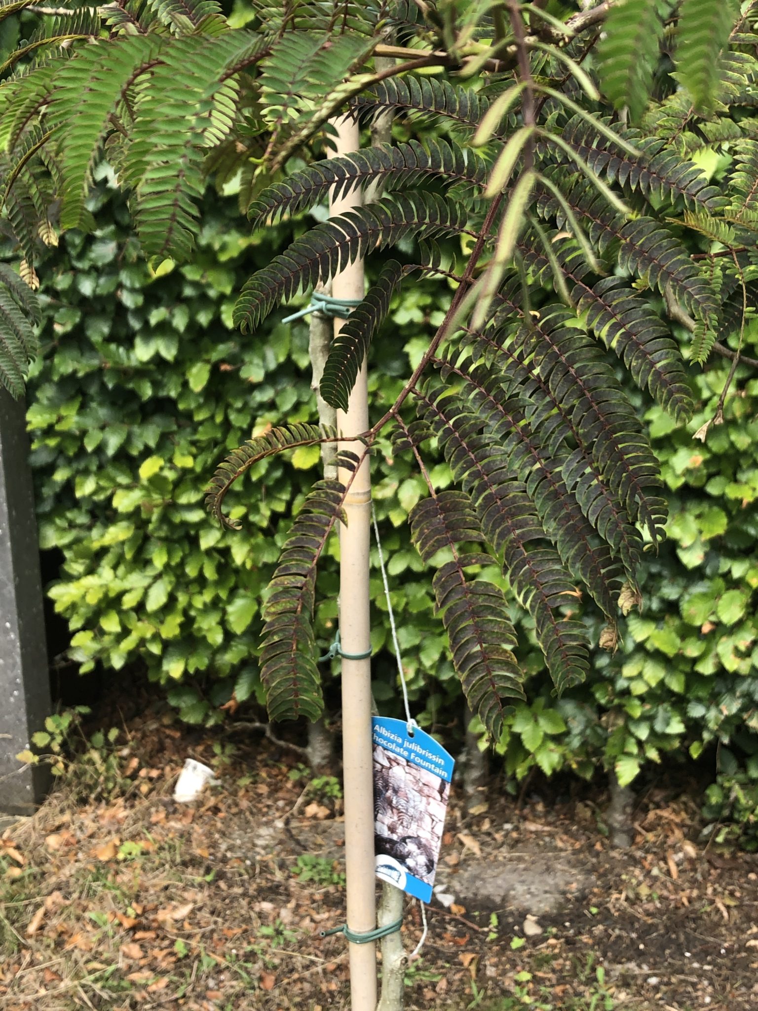 julibrissin ‘Chocolate Fountain’ Arboretum De Nieuwe Ooster