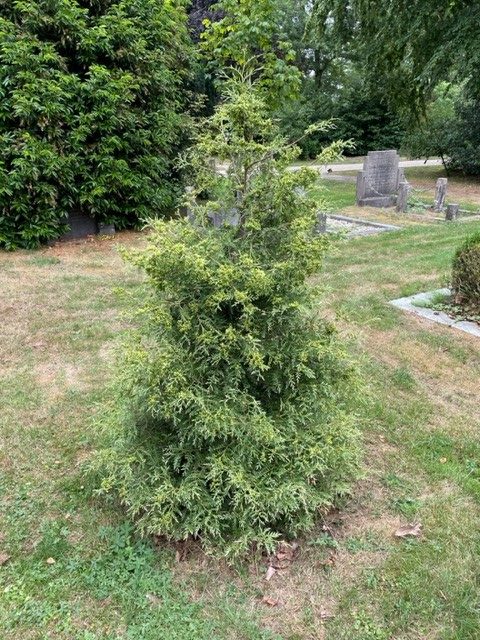 Thuja Occidentalis Perk Vlaanderen Arboretum De Nieuwe Ooster
