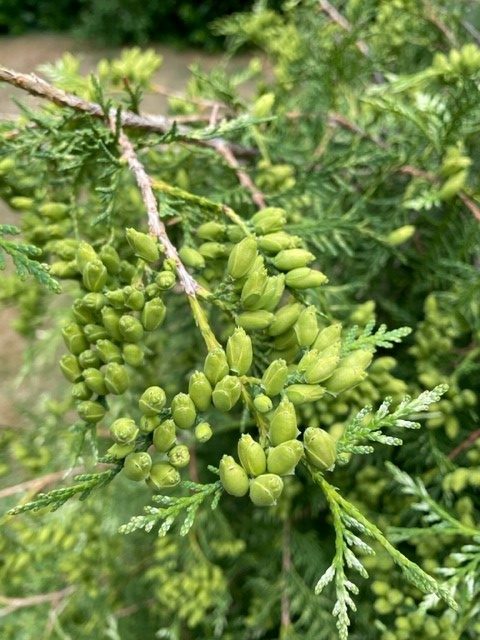 Thuja Occidentalis Perk Vlaanderen Vak 78 5 Arboretum De Nieuwe Ooster