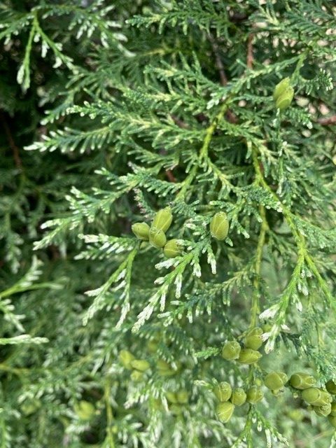 Thuja Occidentalis Perk Vlaanderen Vak 78 6 Arboretum De Nieuwe Ooster