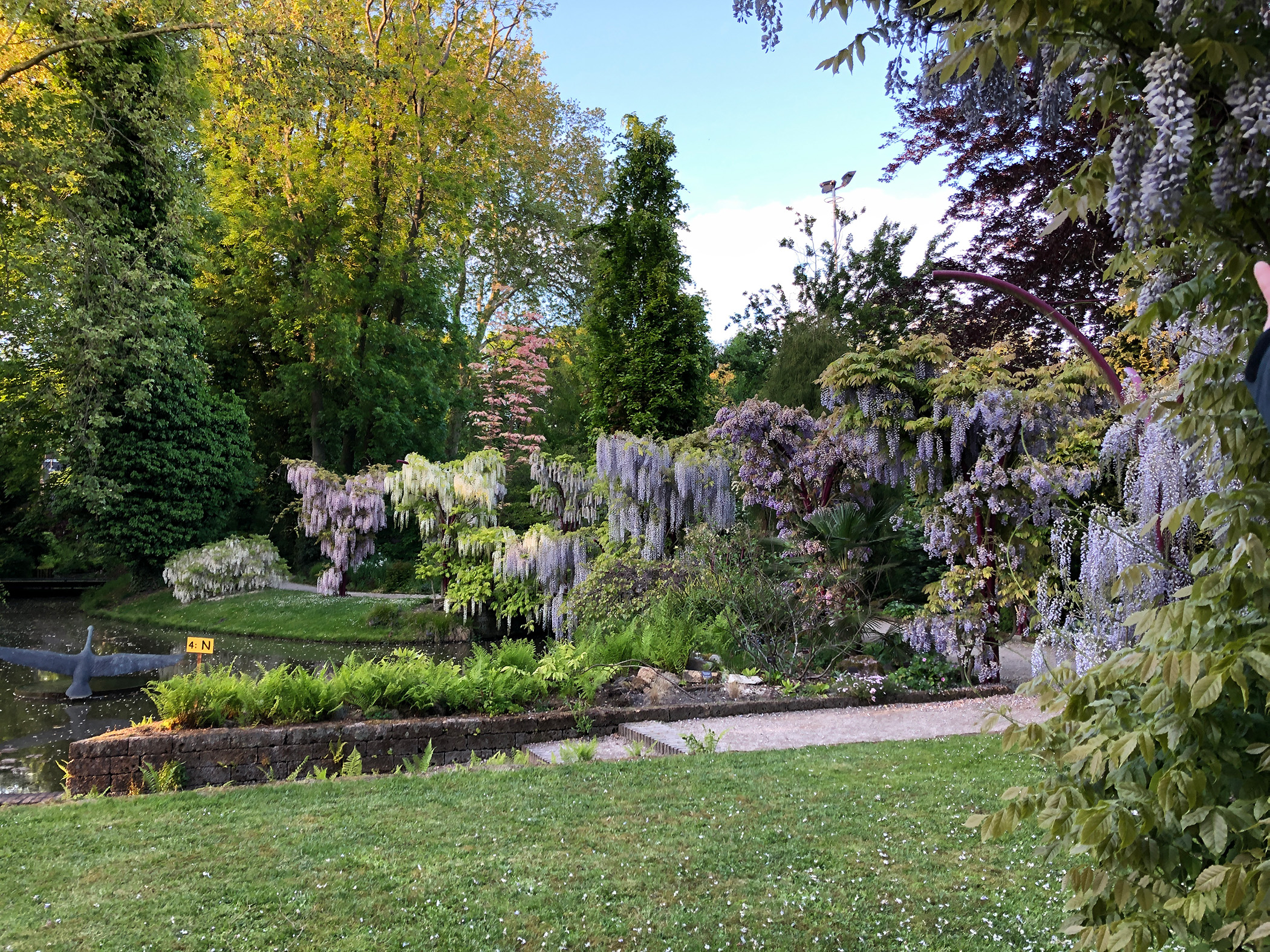 Trompenburg-Wisterialaantje_lr
