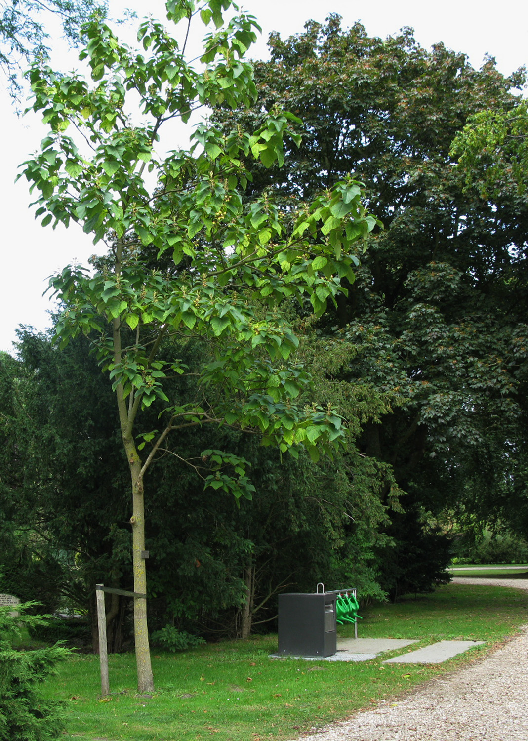 Paulownia tomentosa-v58